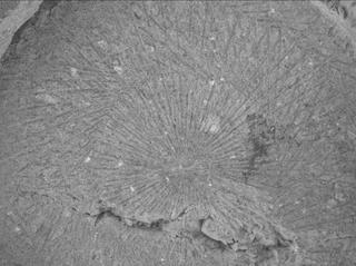 View image taken on Mars, Mars Perseverance Sol 1528: WATSON Camera 