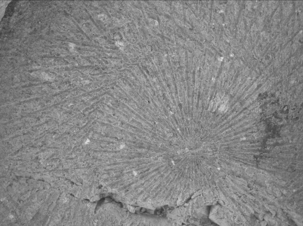 This image was taken by SHERLOC_WATSON onboard NASA's Mars rover Perseverance on Sol 1528