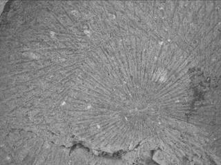 View image taken on Mars, Mars Perseverance Sol 1528: WATSON Camera 