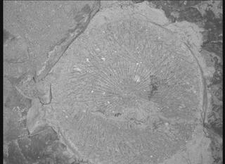 View image taken on Mars, Mars Perseverance Sol 1528: WATSON Camera 