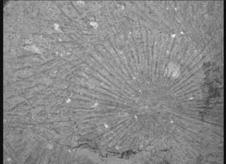 View image taken on Mars, Mars Perseverance Sol 1528: WATSON Camera 