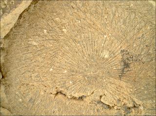 View image taken on Mars, Mars Perseverance Sol 1528: WATSON Camera 