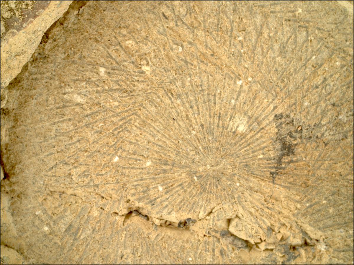 This image was taken by SHERLOC_WATSON onboard NASA's Mars rover Perseverance on Sol 1528