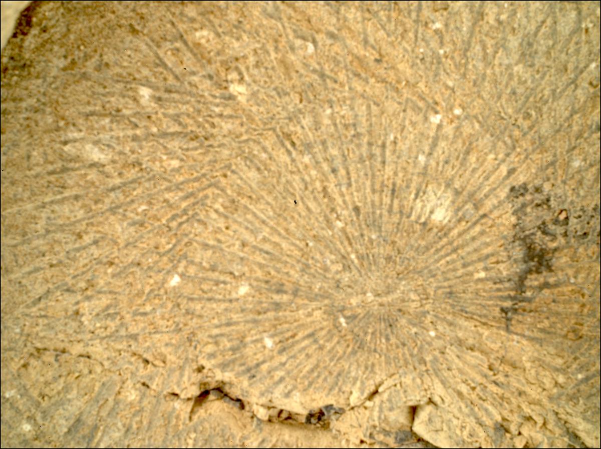 This image was taken by SHERLOC_WATSON onboard NASA's Mars rover Perseverance on Sol 1528