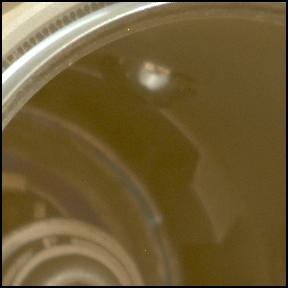 View image taken on Mars, Mars Perseverance Sol 1538: Left Mastcam-Z Camera