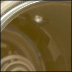 View image taken on Mars, Mars Perseverance Sol 1538: Left Mastcam-Z Camera