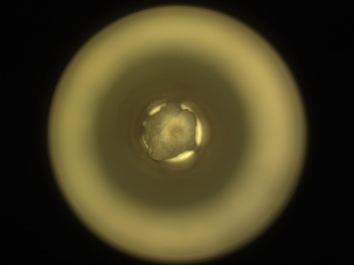 This image was taken by CACHECAM onboard NASA's Mars rover Perseverance on Sol 1552