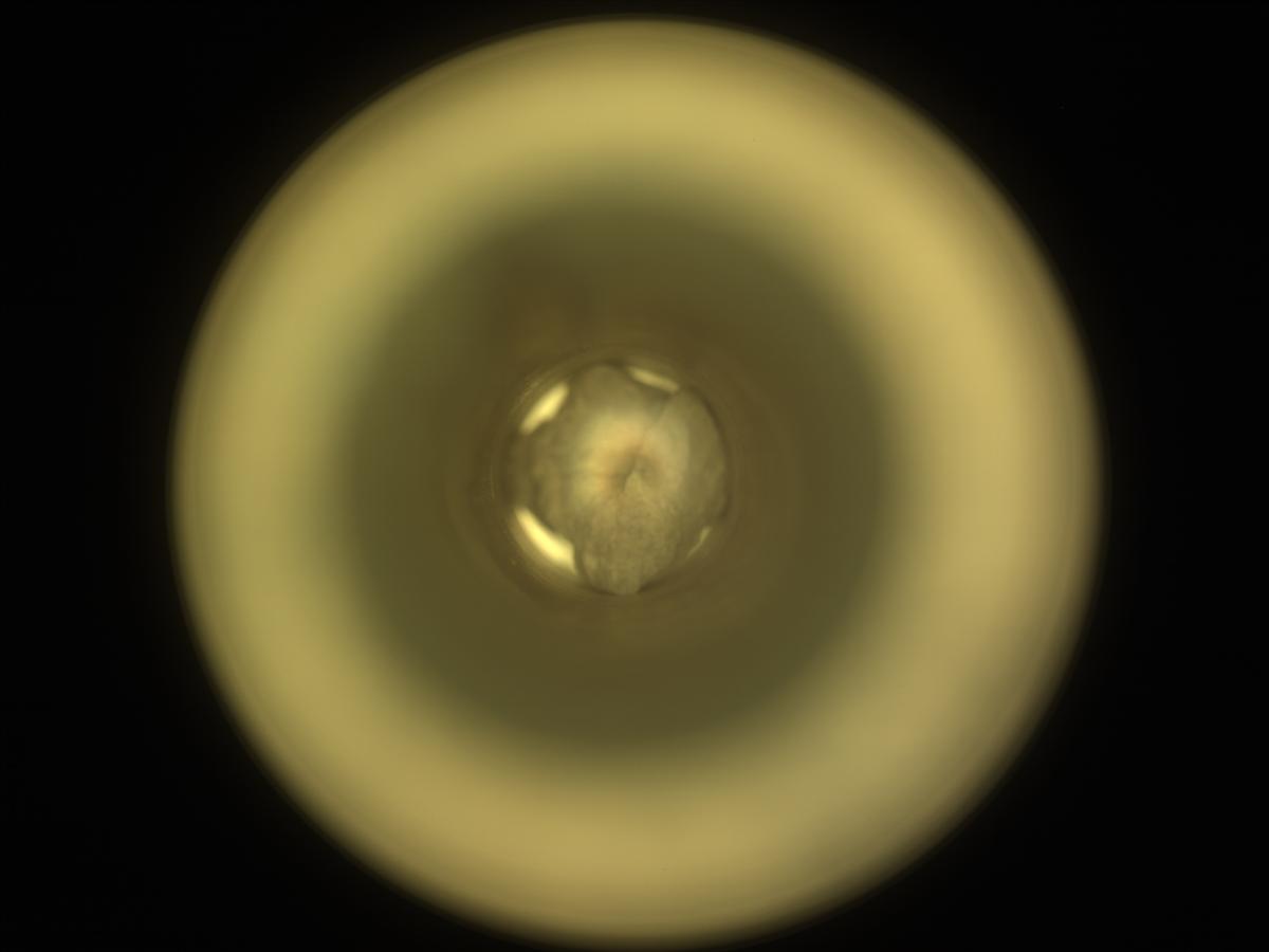 This image was taken by CACHECAM onboard NASA's Mars rover Perseverance on Sol 1552