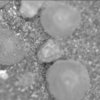 View image taken on Mars, Mars Perseverance Sol 1555: SHERLOC ACI Camera 