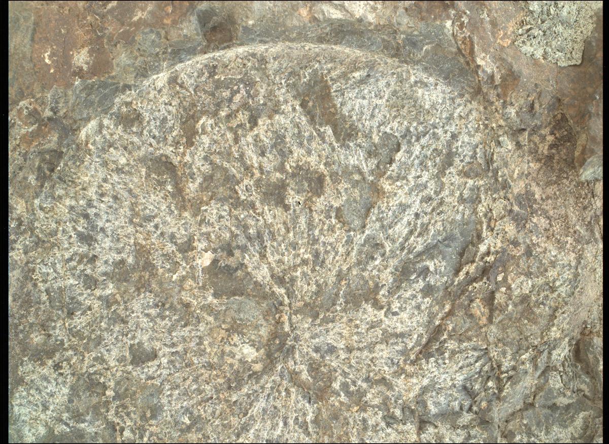 This image was taken by SHERLOC_WATSON onboard NASA's Mars rover Perseverance on Sol 1569