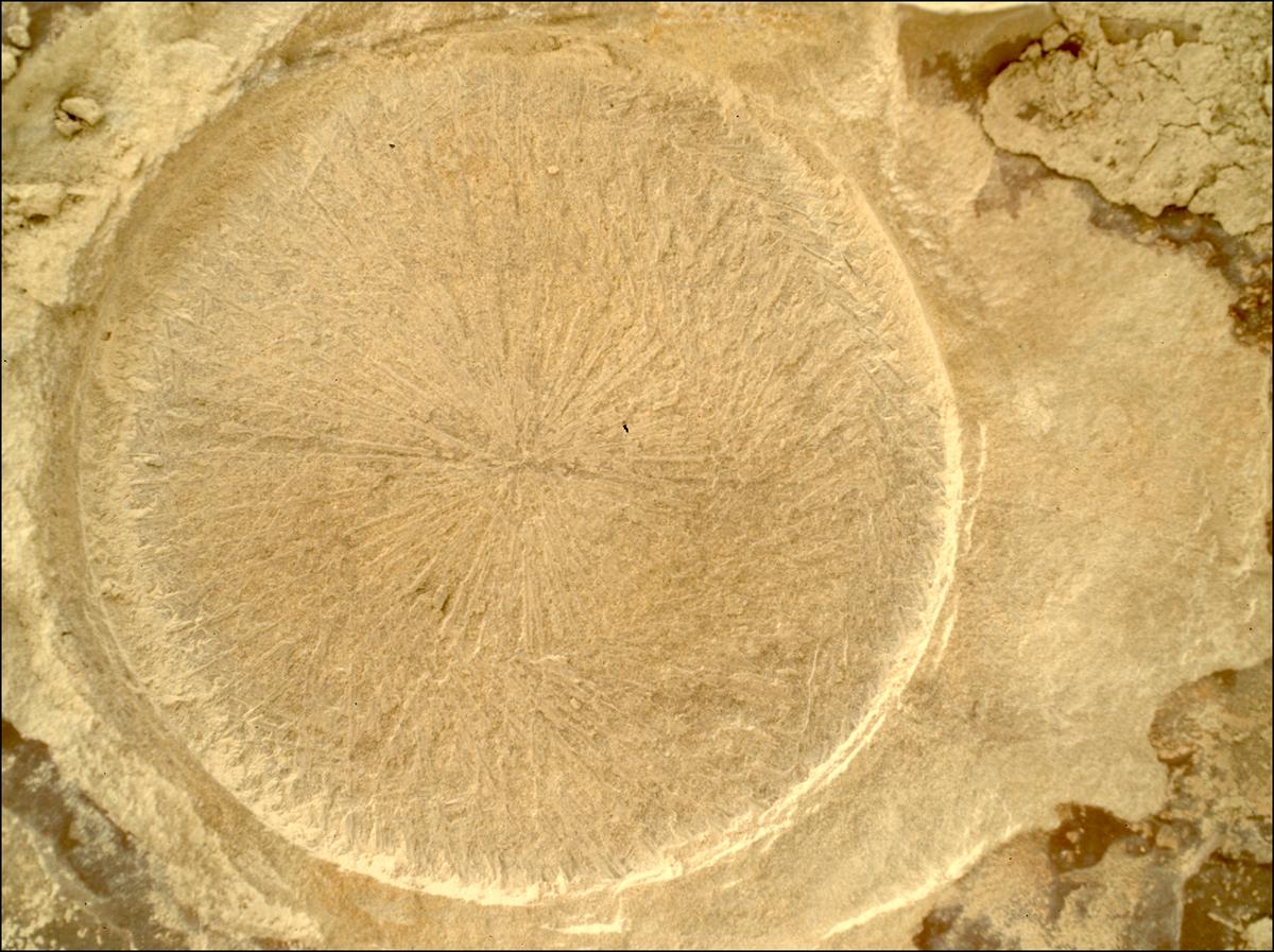 This image was taken by SHERLOC_WATSON onboard NASA's Mars rover Perseverance on Sol 1769