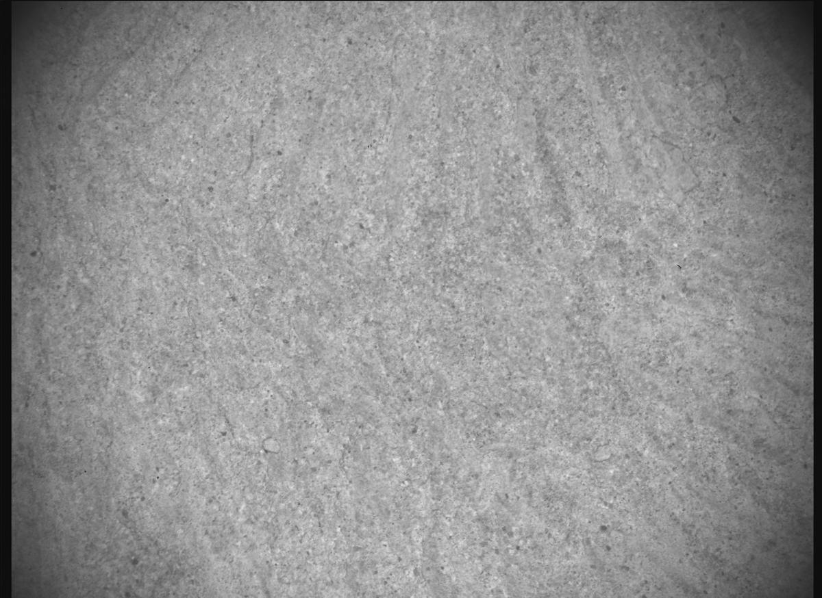 This image was taken by SHERLOC_ACI onboard NASA's Mars rover Perseverance on Sol 1771