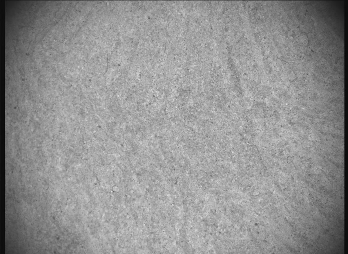 This image was taken by SHERLOC_ACI onboard NASA's Mars rover Perseverance on Sol 1771