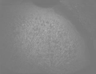 View image taken on Mars, Mars Perseverance Sol 1824: PIXL Camera 