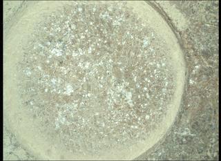 View image taken on Mars, Mars Perseverance Sol 1844: WATSON Camera 