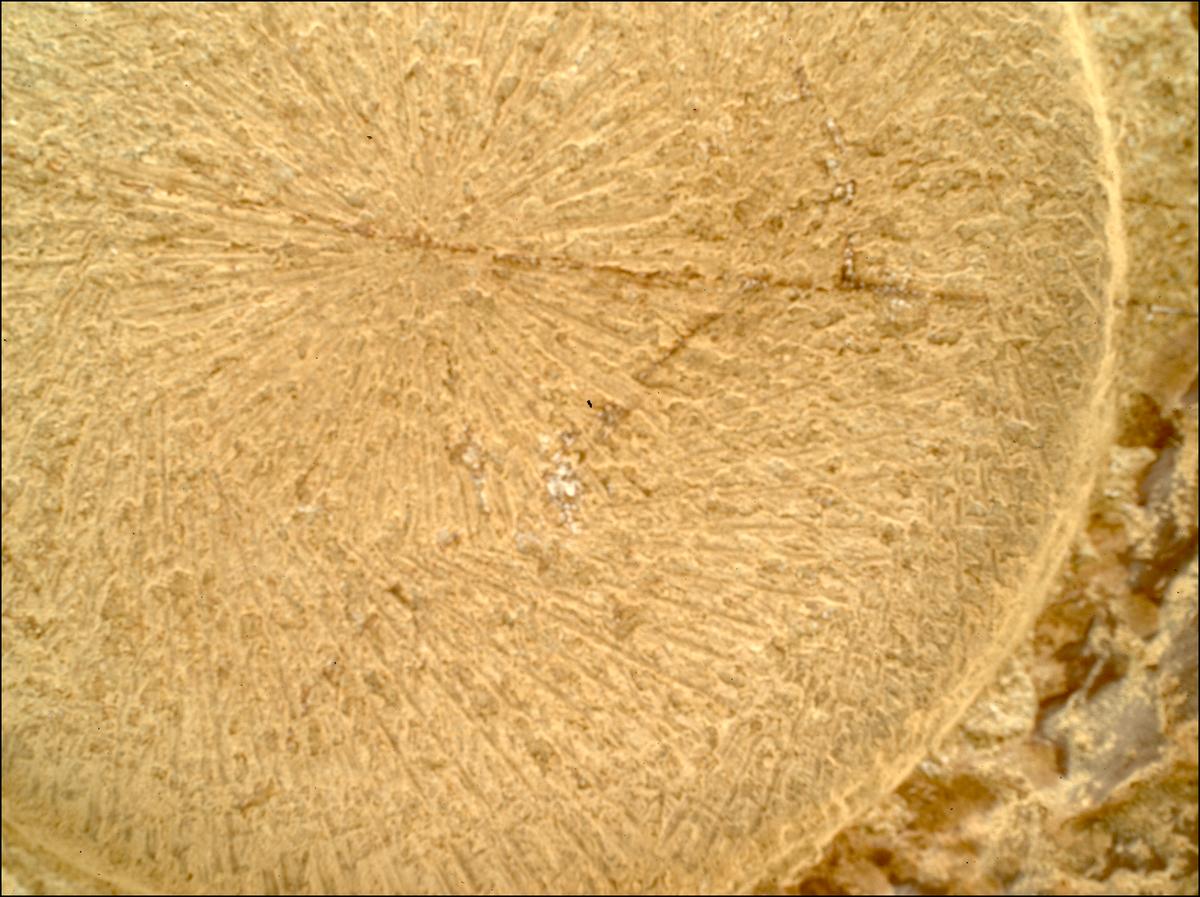 This image was taken by SHERLOC_WATSON onboard NASA's Mars rover Perseverance on Sol 1915