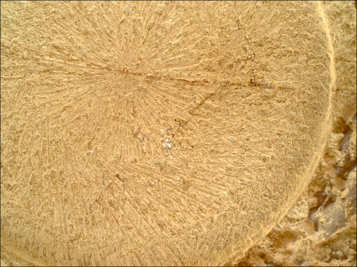This image was taken by SHERLOC_WATSON onboard NASA's Mars rover Perseverance on Sol 1915