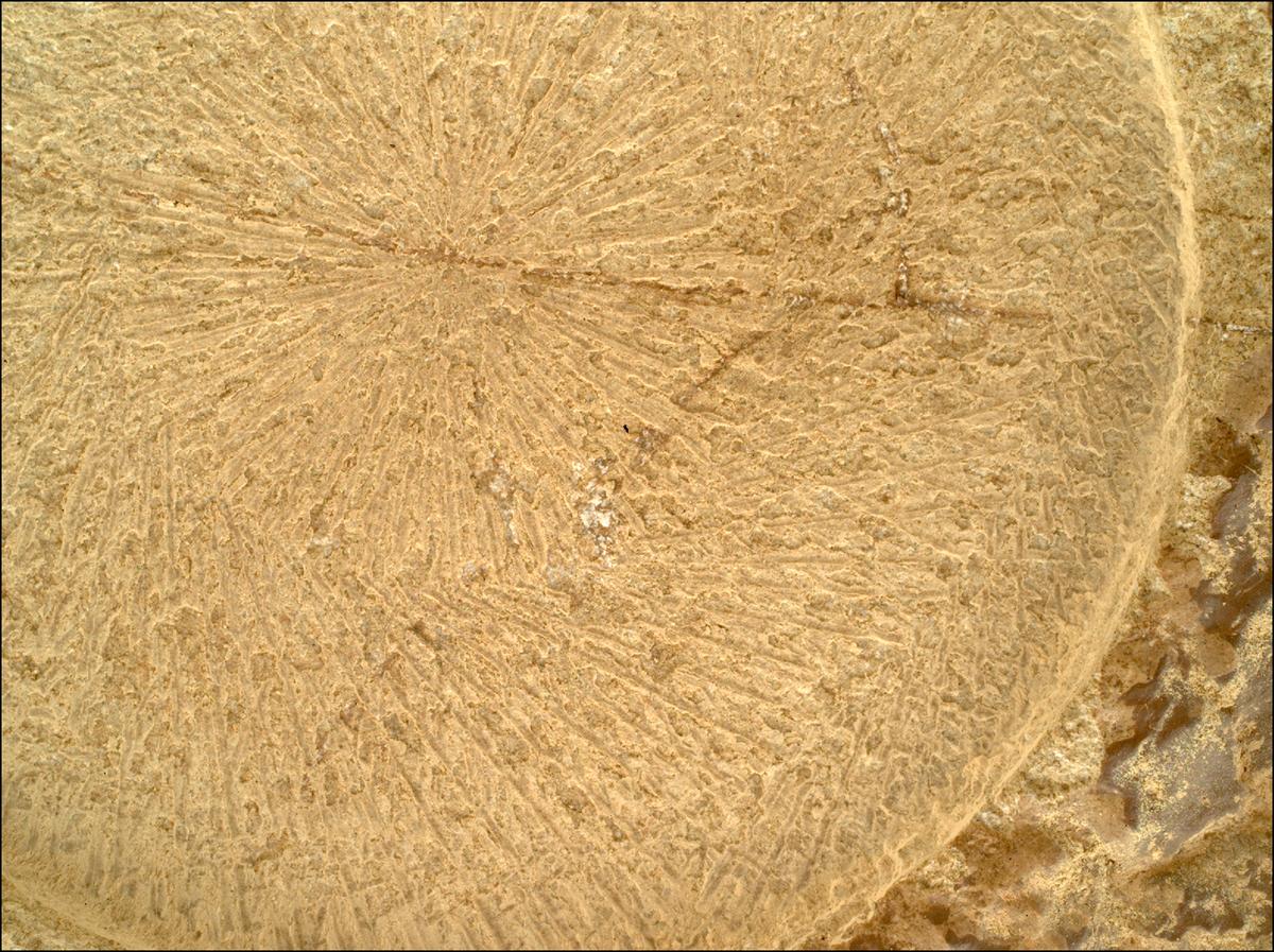 This image was taken by SHERLOC_WATSON onboard NASA's Mars rover Perseverance on Sol 1915