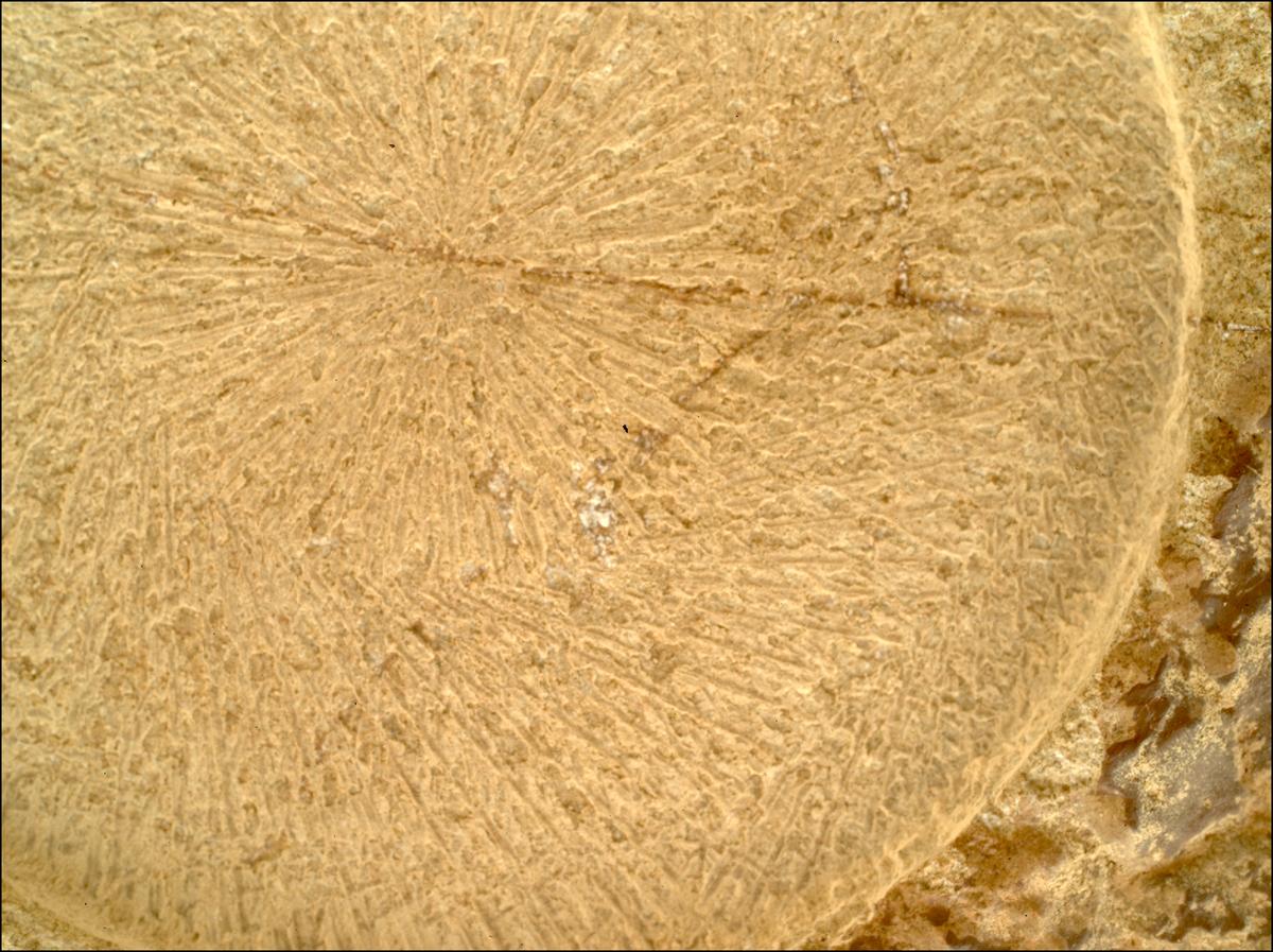 This image was taken by SHERLOC_WATSON onboard NASA's Mars rover Perseverance on Sol 1915