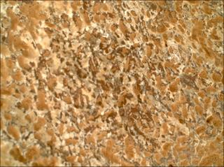 View image taken on Mars, Mars Perseverance Sol 2008: WATSON Camera 