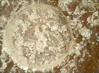 View image taken on Mars, Mars Perseverance Sol 2011: WATSON Camera 