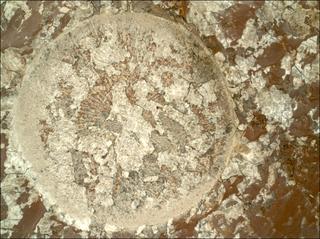View image taken on Mars, Mars Perseverance Sol 2011: WATSON Camera 