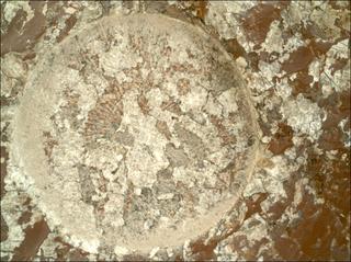 View image taken on Mars, Mars Perseverance Sol 2011: WATSON Camera 